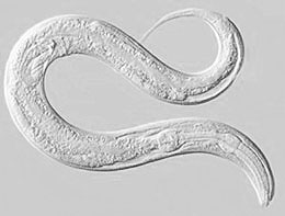 Nematod av den typ som parasiterar på  mördarsnigeln. Naturlig storlek är ca 0,5 mm